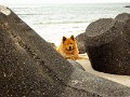sylt (5)